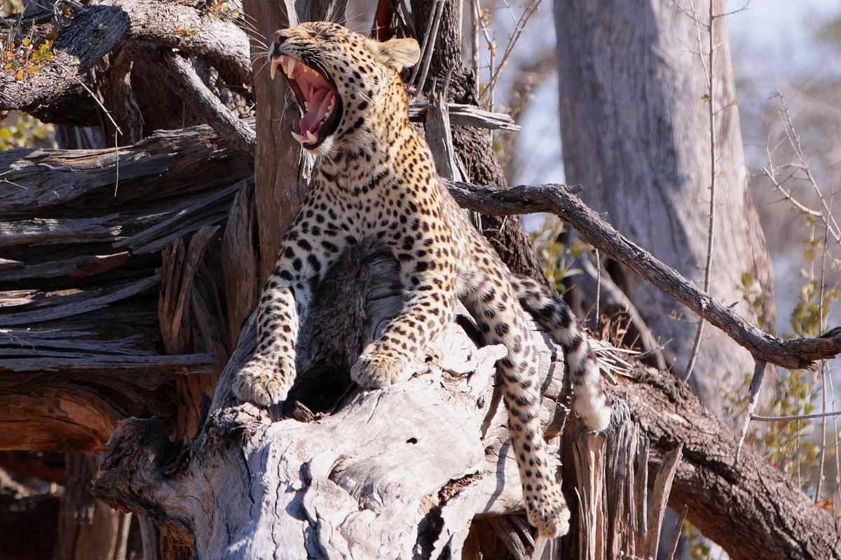 Explore & Travel Africa - Botswana Safaris