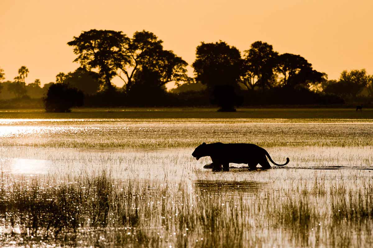 Explore & Travel Africa - Botswana Safaris 