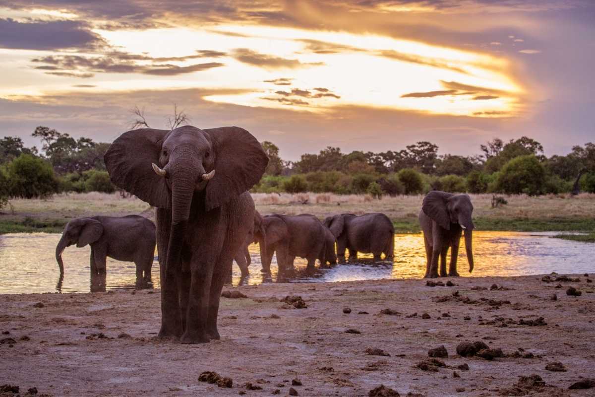 Explore & Travel Africa - Botswana Safaris