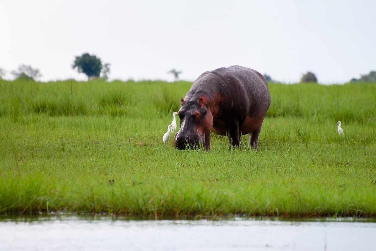 Explore & Travel Africa - Botswana Safaris