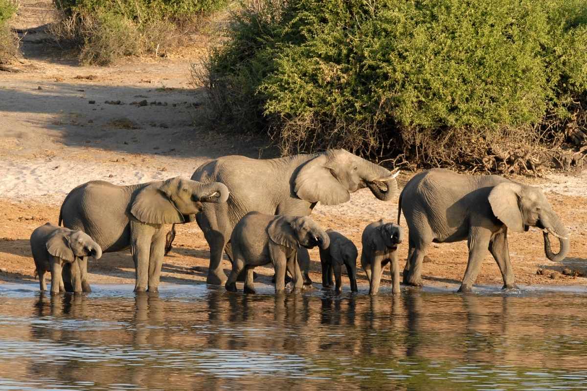 Explore & Travel Africa - Botswana Safaris