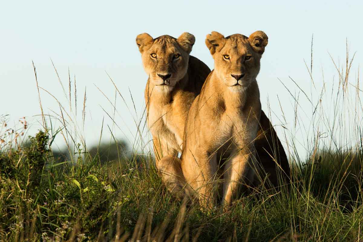 Explore & Travel Africa Kenya Safari From Bush To Beach With Angama Mara And Alfajiri Villas