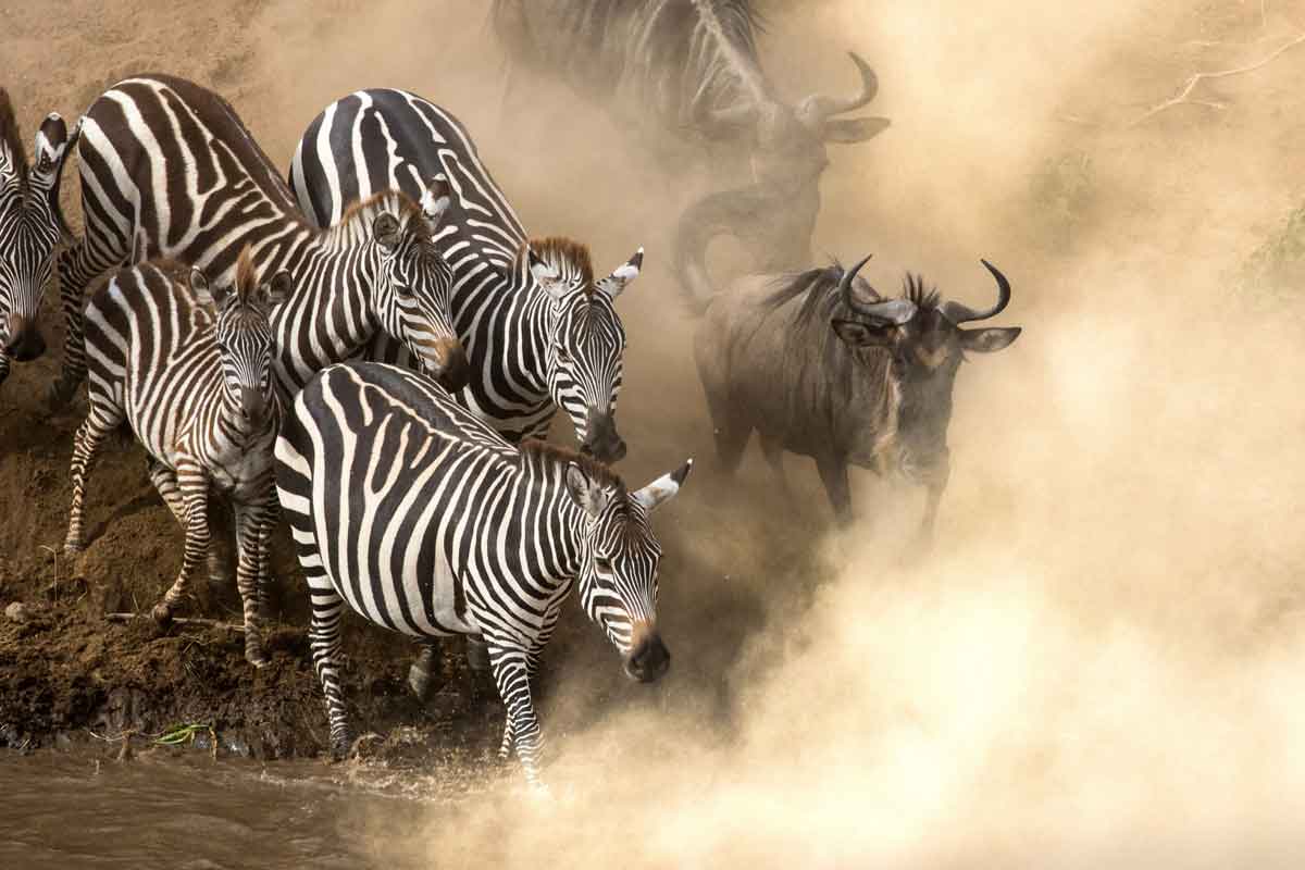 Explore & Travel Africa Kenya Safari From Bush To Beach With Angama Mara And Alfajiri Villas
