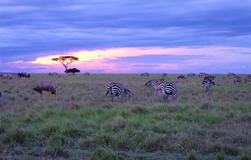 Explore & Travel Africa - Masai Mara Travel Guide