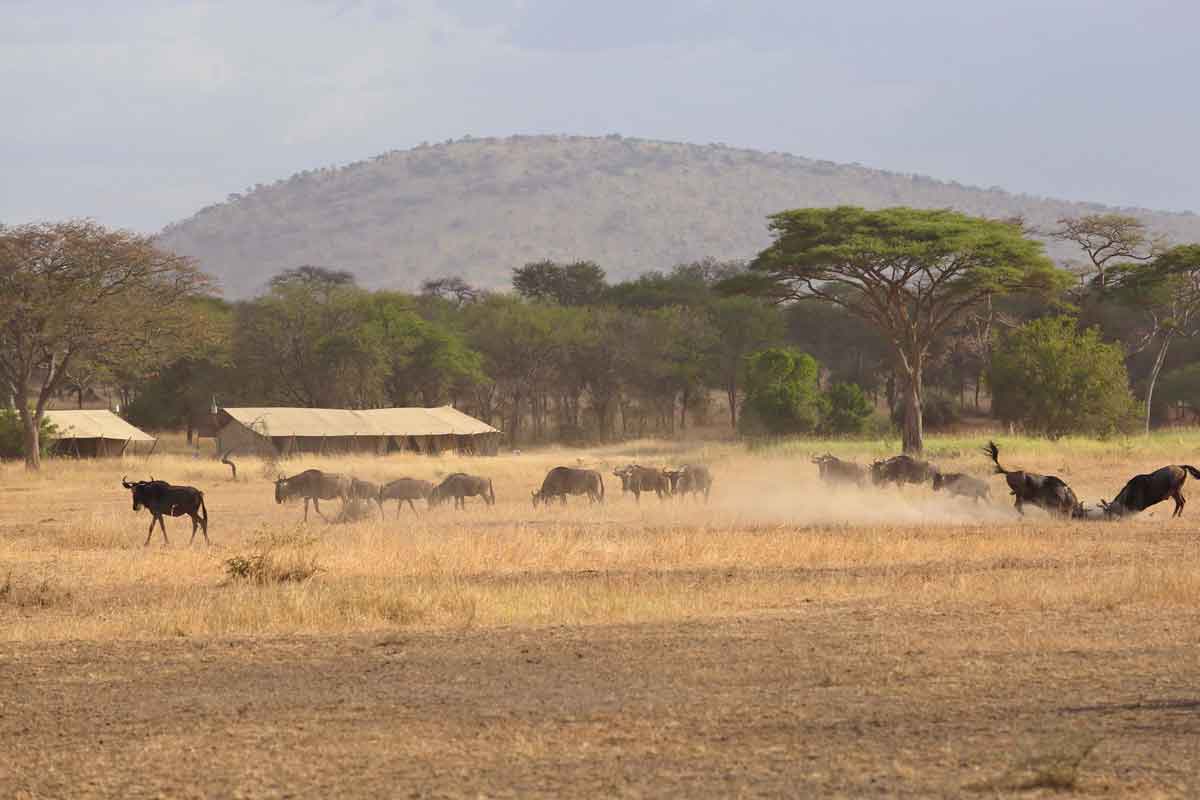 Explore and Travel Africa -The Great Wildebeest Migration