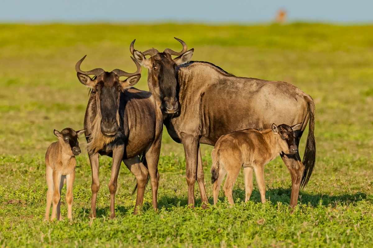 Explore and Travel Africa -The Great Wildebeest Migration