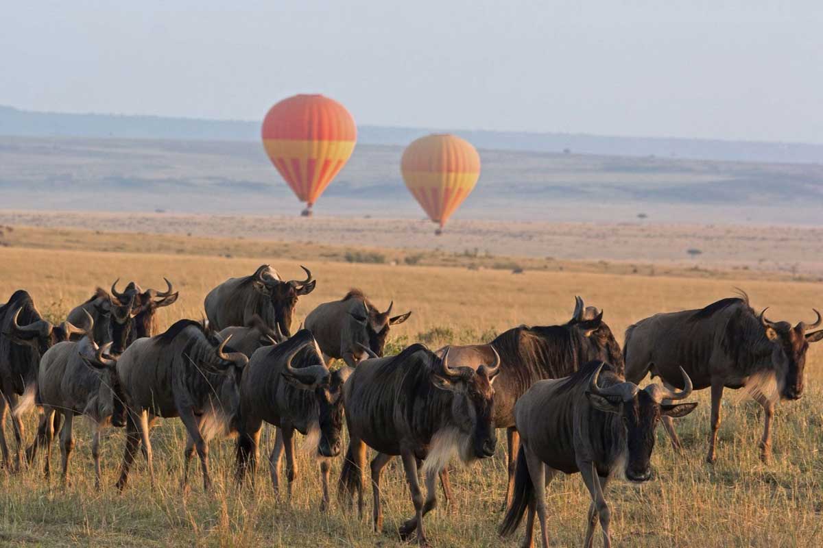 Explore and Travel Africa -The Great Wildebeest Migration