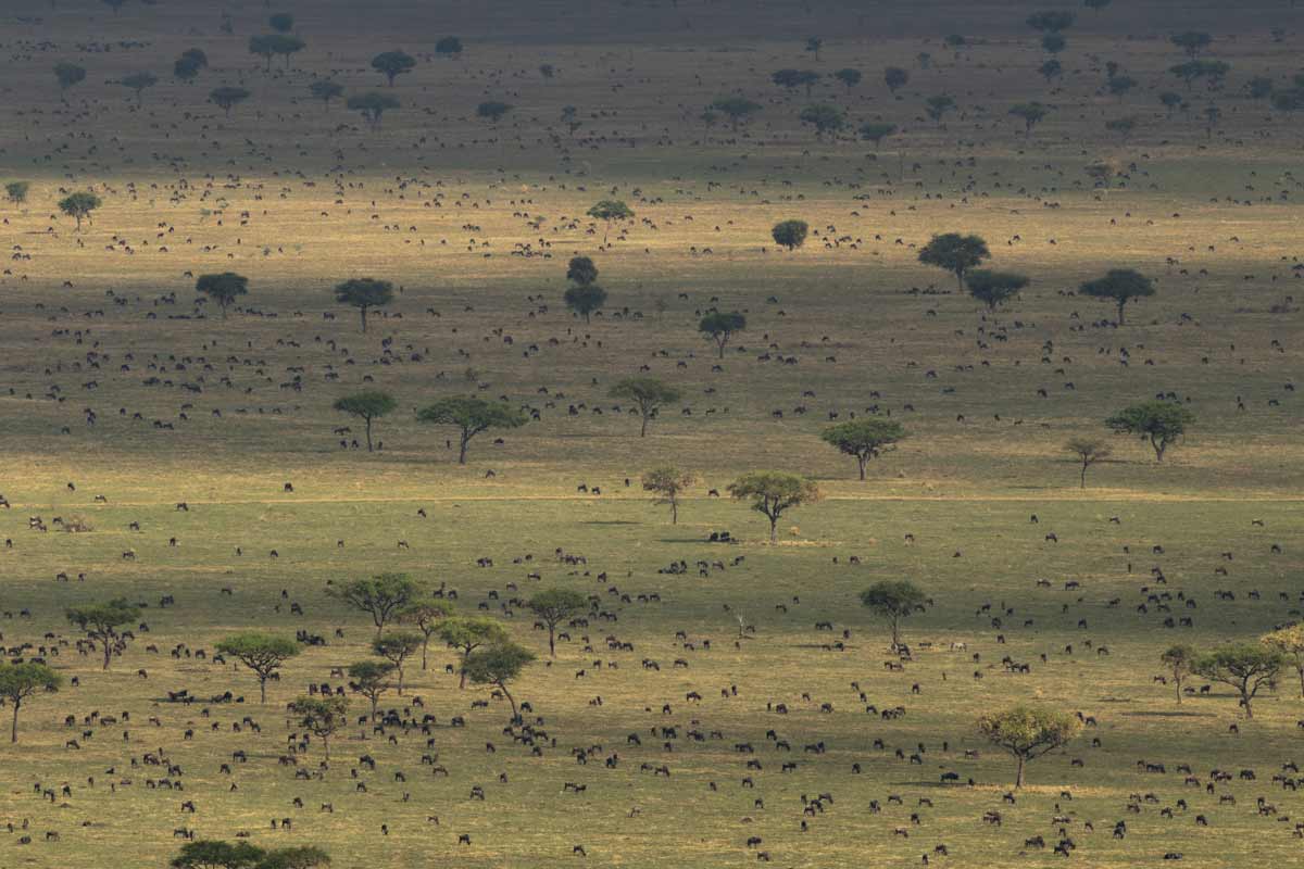 Explore and Travel Africa -The Great Wildebeest Migration