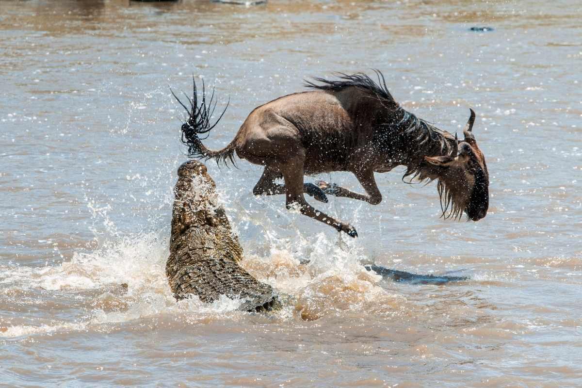 Explore and Travel Africa -The Great Wildebeest Migration