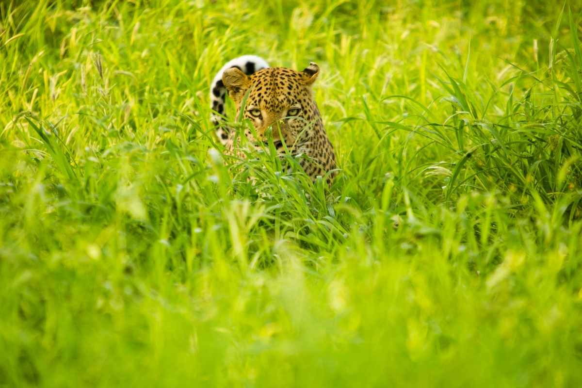 Explore & Travel Africa - A Congo Safari Travel Guide