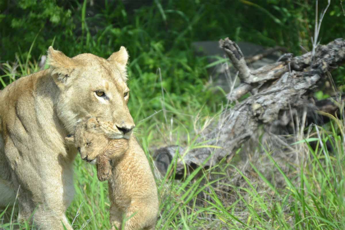 Explore & Travel Africa - Kruger National Park