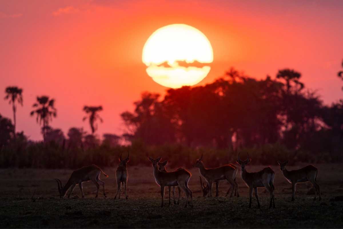 Explore & Travel Africa-Wilderness Safaris Botswana-