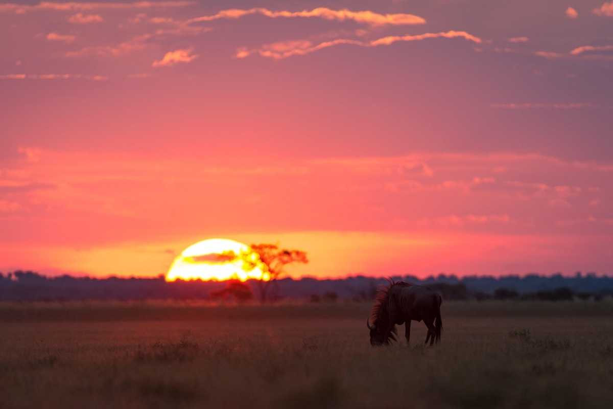 Explore & Travel Africa-Wilderness Safaris Botswana-