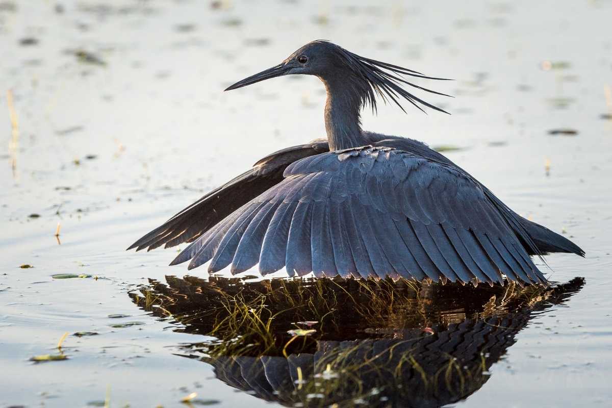 Explore & Travel Africa-Wilderness Safaris Botswana-