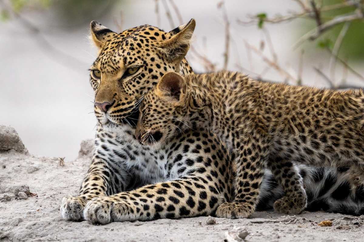 Explore & Travel Africa-Wilderness Safaris Botswana-