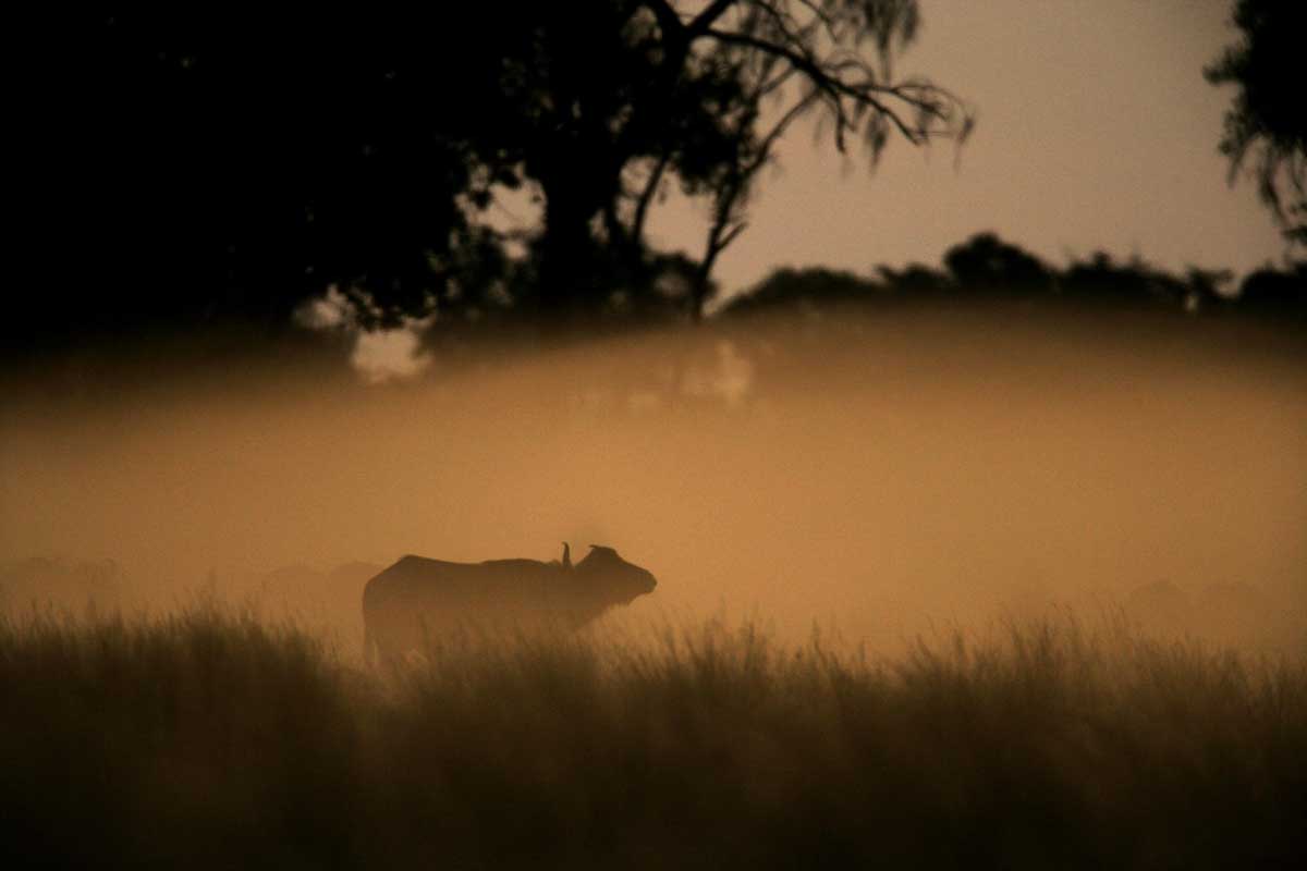 Explore & Travel Africa - The Best of Botswana Safari - Duba Plains Camp