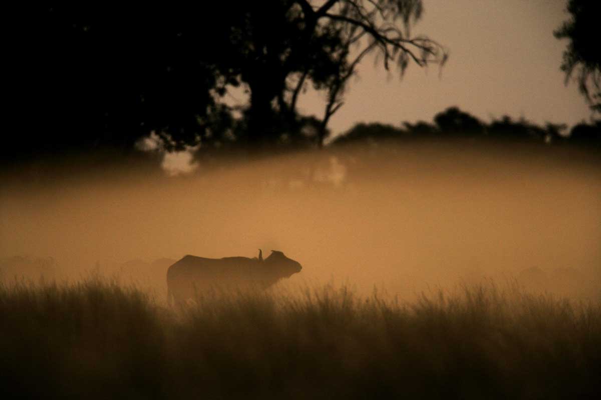 Explore & Travel Africa - The Best of Botswana Safari - Duba Plains Camp 