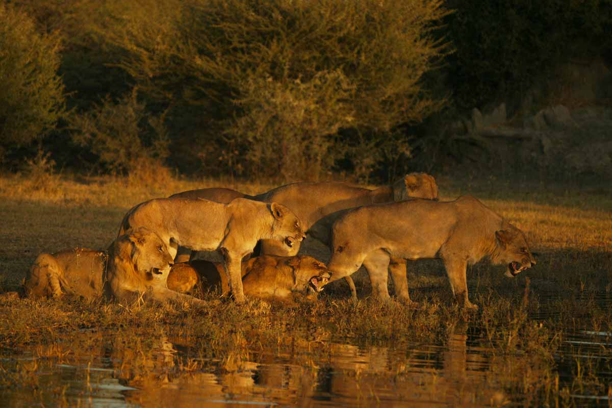 Explore & Travel Africa - The Best of Botswana Safari - Duba Plains Camp 