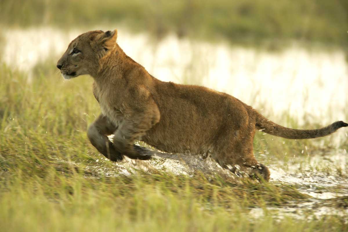 Explore & Travel Africa - The Best of Botswana Safari - Duba Plains Camp 