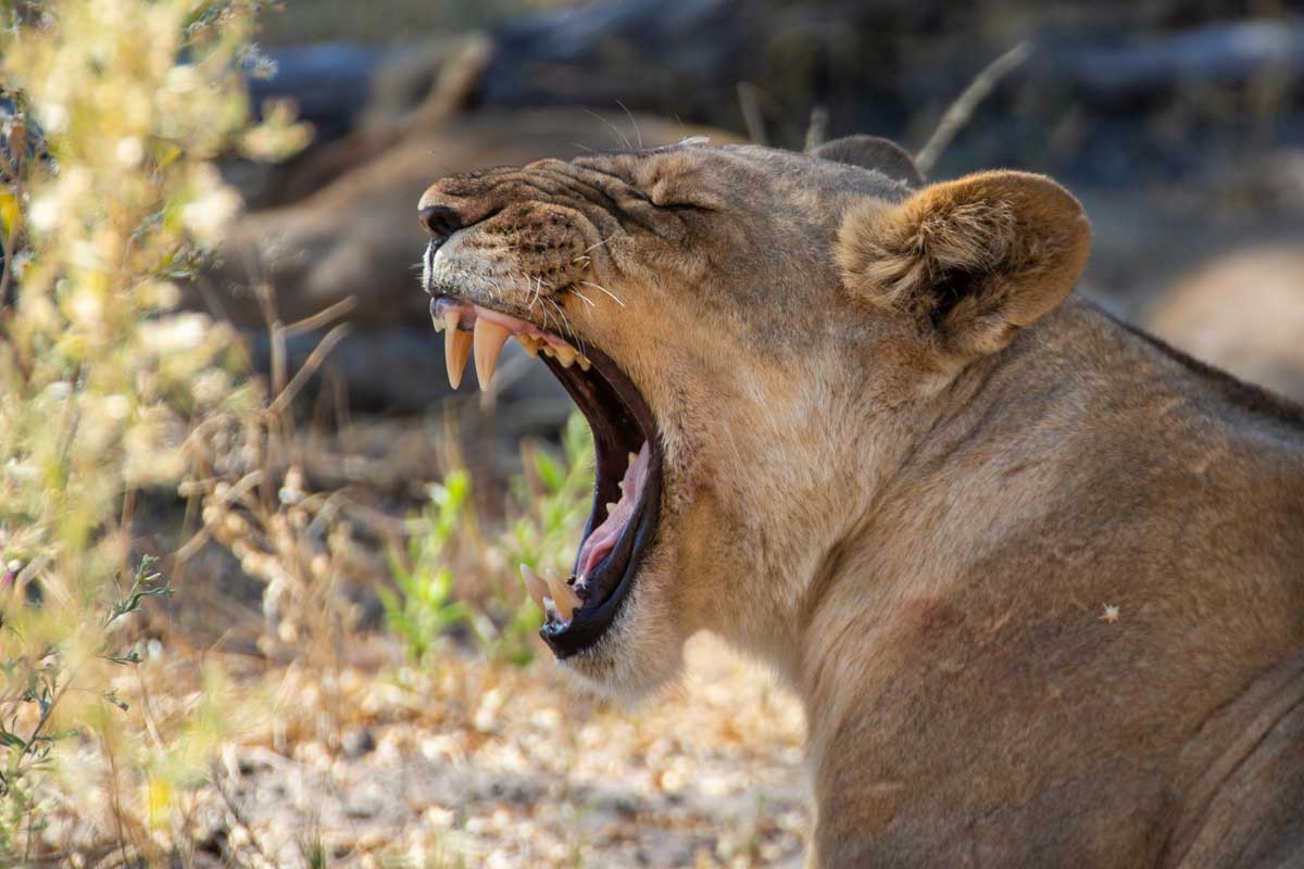 Explore & Travel Africa - The Best of Botswana Safari - Selinda Camp