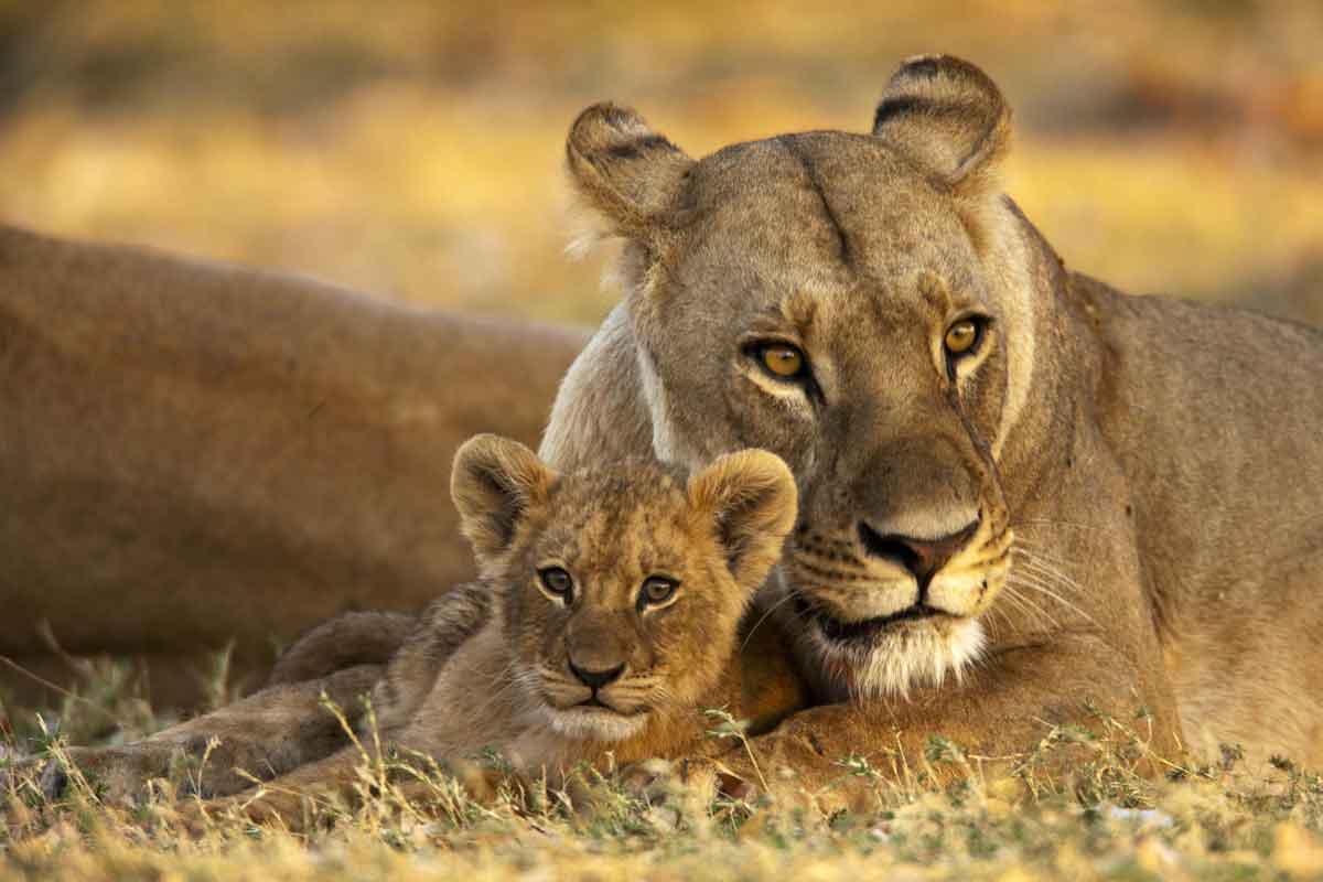 Explore & Travel Africa - The Best of Botswana Safari - Selinda Camp