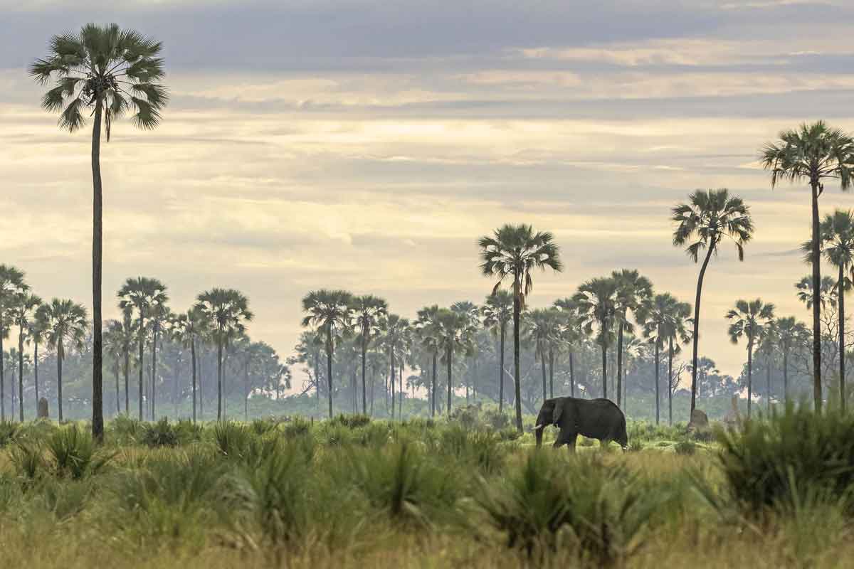 Explore & Travel Africa - The Best of Botswana Safari - Xigera Safari Lodge