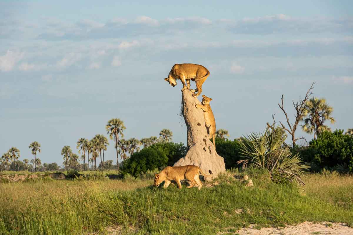 Explore & Travel Africa - The Best of Botswana Safari - Xigera Safari Lodge