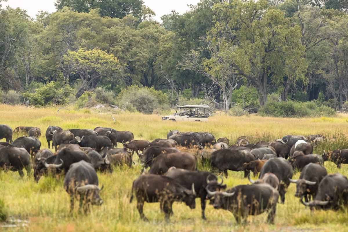 Explore and Travel Africa-Camp Moremi Authentic Botswana Safari