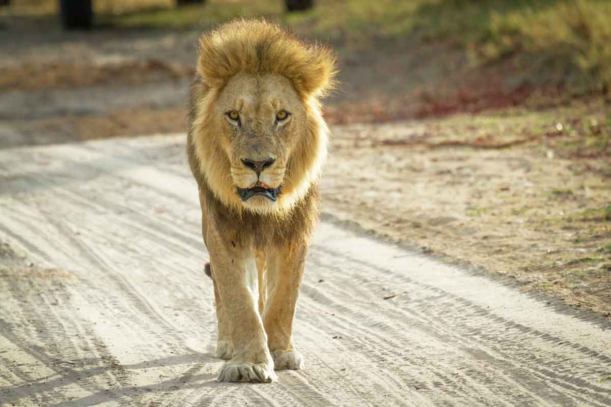 Explore and Travel Africa-Camp Moremi Authentic Botswana Safari