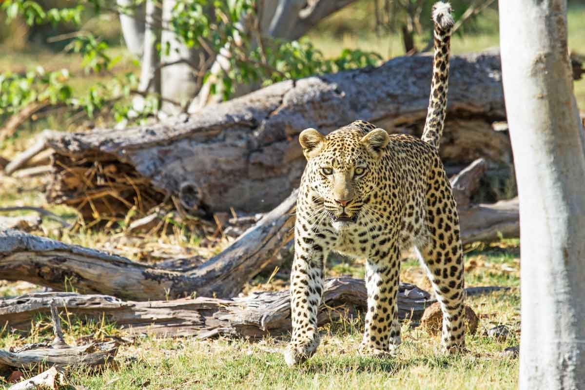 Explore and Travel Africa-Camp Moremi Authentic Botswana Safari