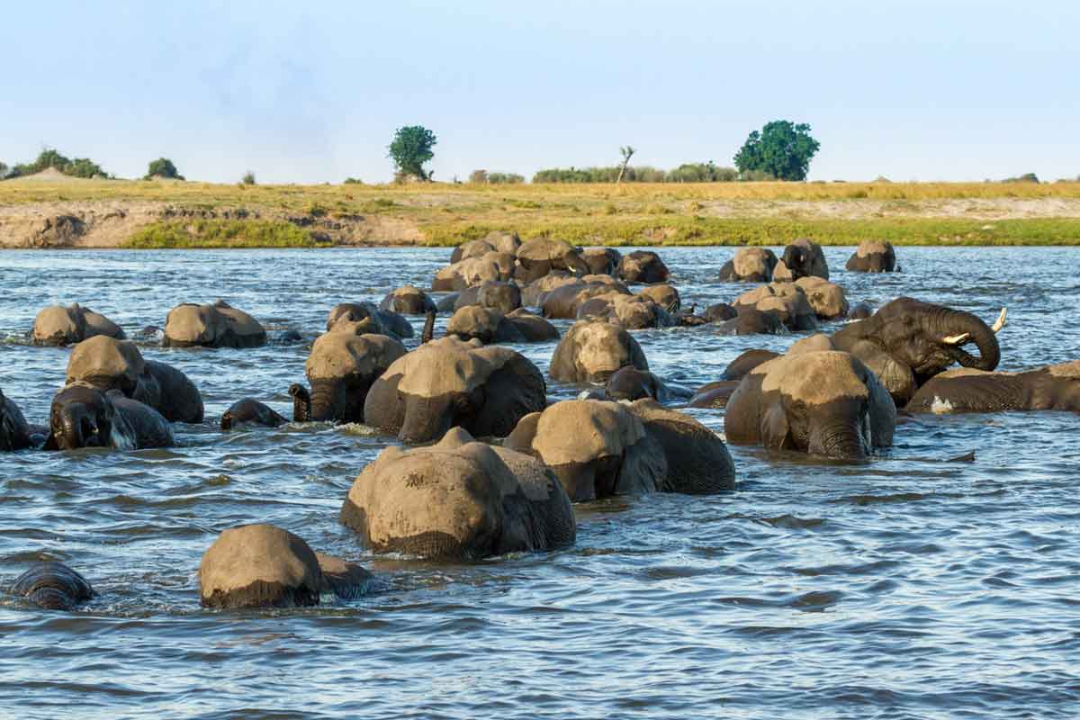 Explore and Travel Africa- Chobe Game Lodge Authentic Botswana Safari