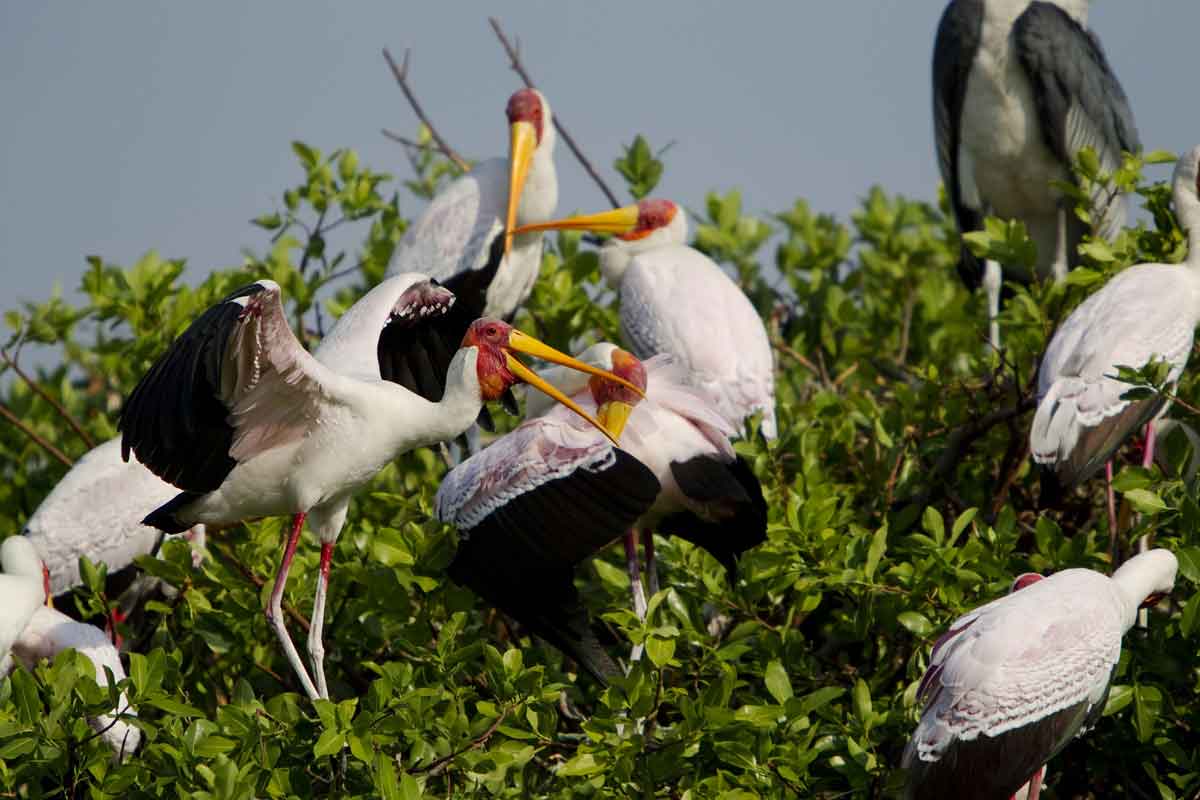 Explore and Travel Africa-In-Depth Okavango Delta Safari - Kanana Camp 