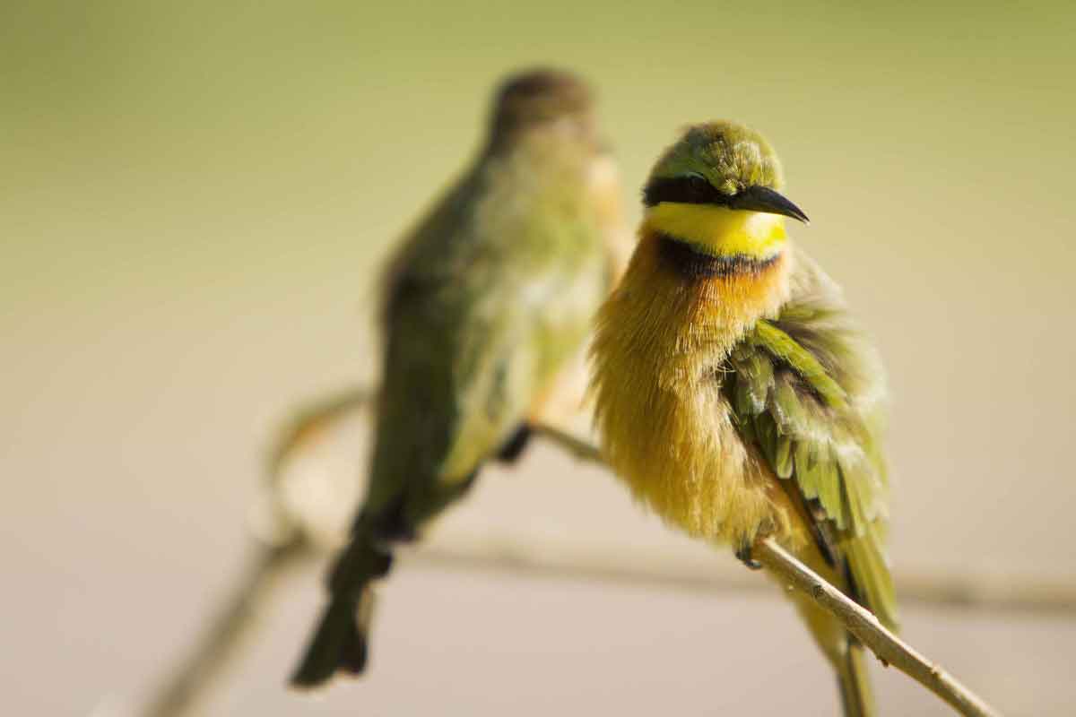 Explore and Travel Africa-In-Depth Okavango Delta Safari - Shinde Camp 