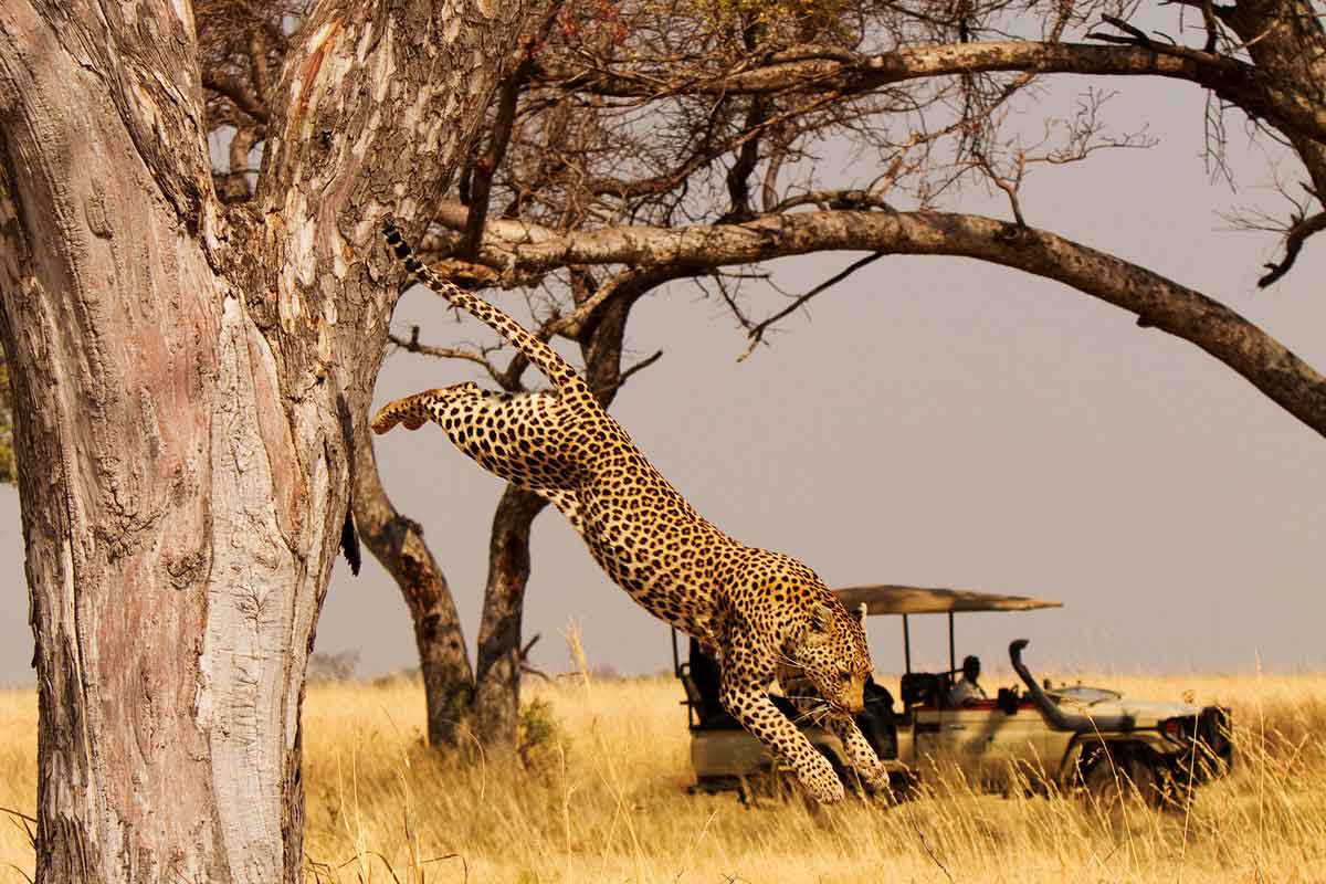 Explore and Travel Africa-In-Depth Okavango Delta Safari - Shinde Camp 