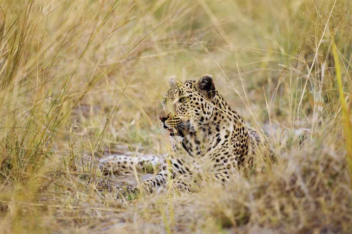 Explore and Travel Africa-In-Depth Okavango Delta Safari - Shinde Camp 