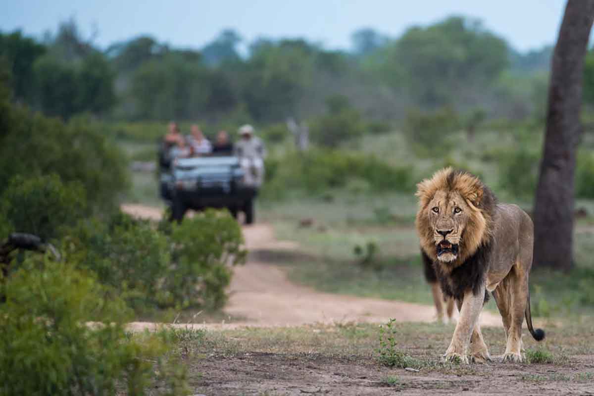 Explore & Travel Africa-Vic Falls Cape Town Kruger Park Safari-Sabi Sabi