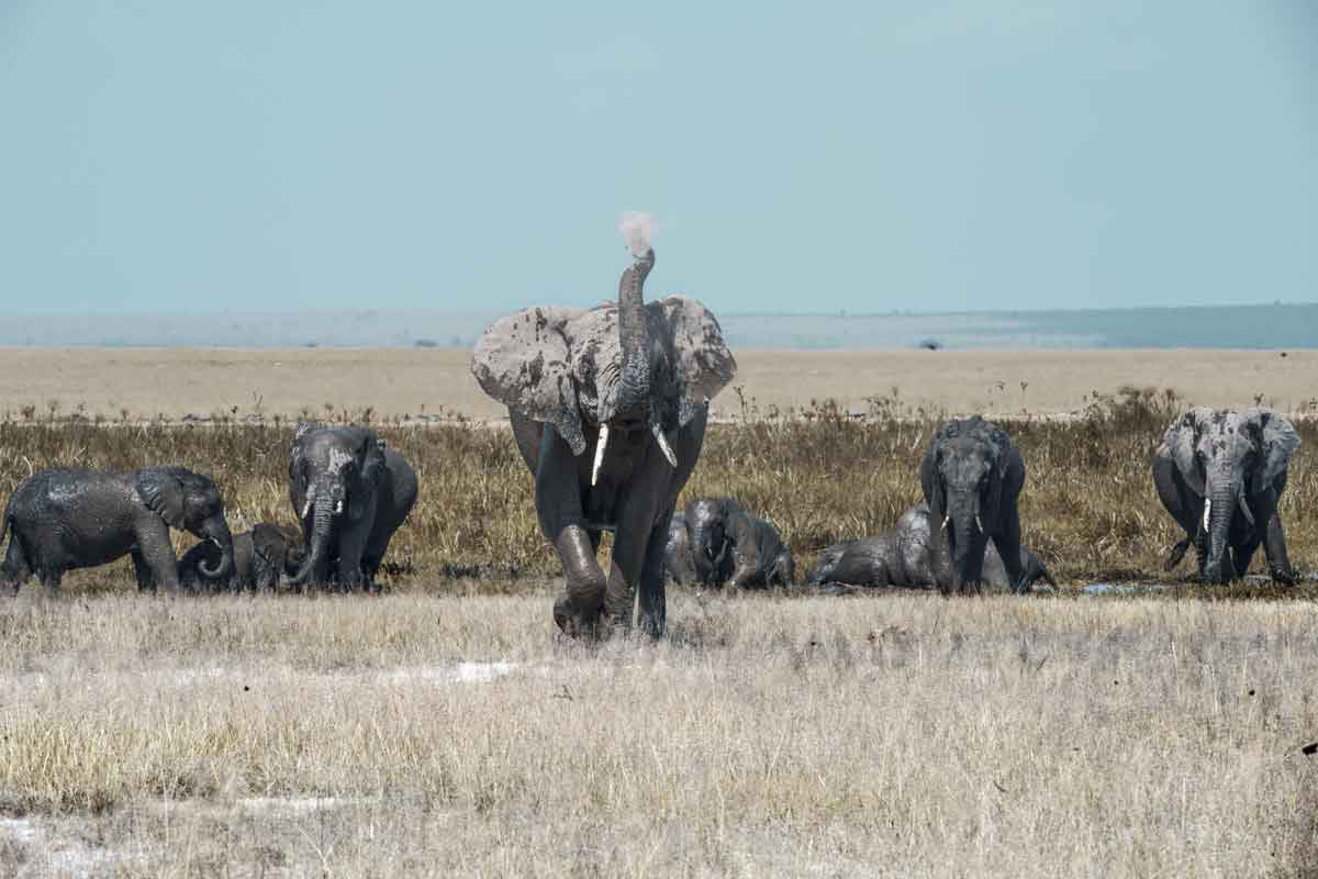 Explore and Travel Africa - Highlights of Kenya Safari Porini Amboseli Camp