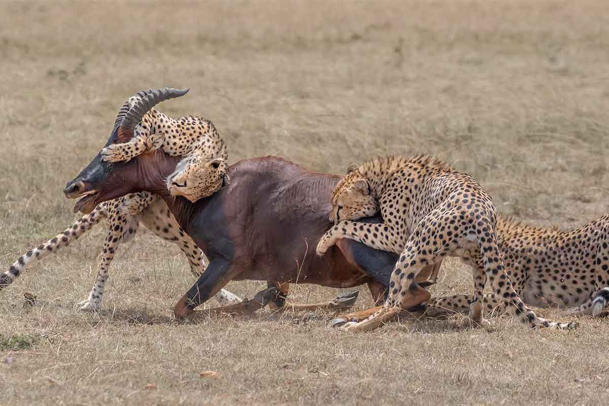 Explore and Travel Africa - Highlights of Kenya Safari Porini Lion Camp