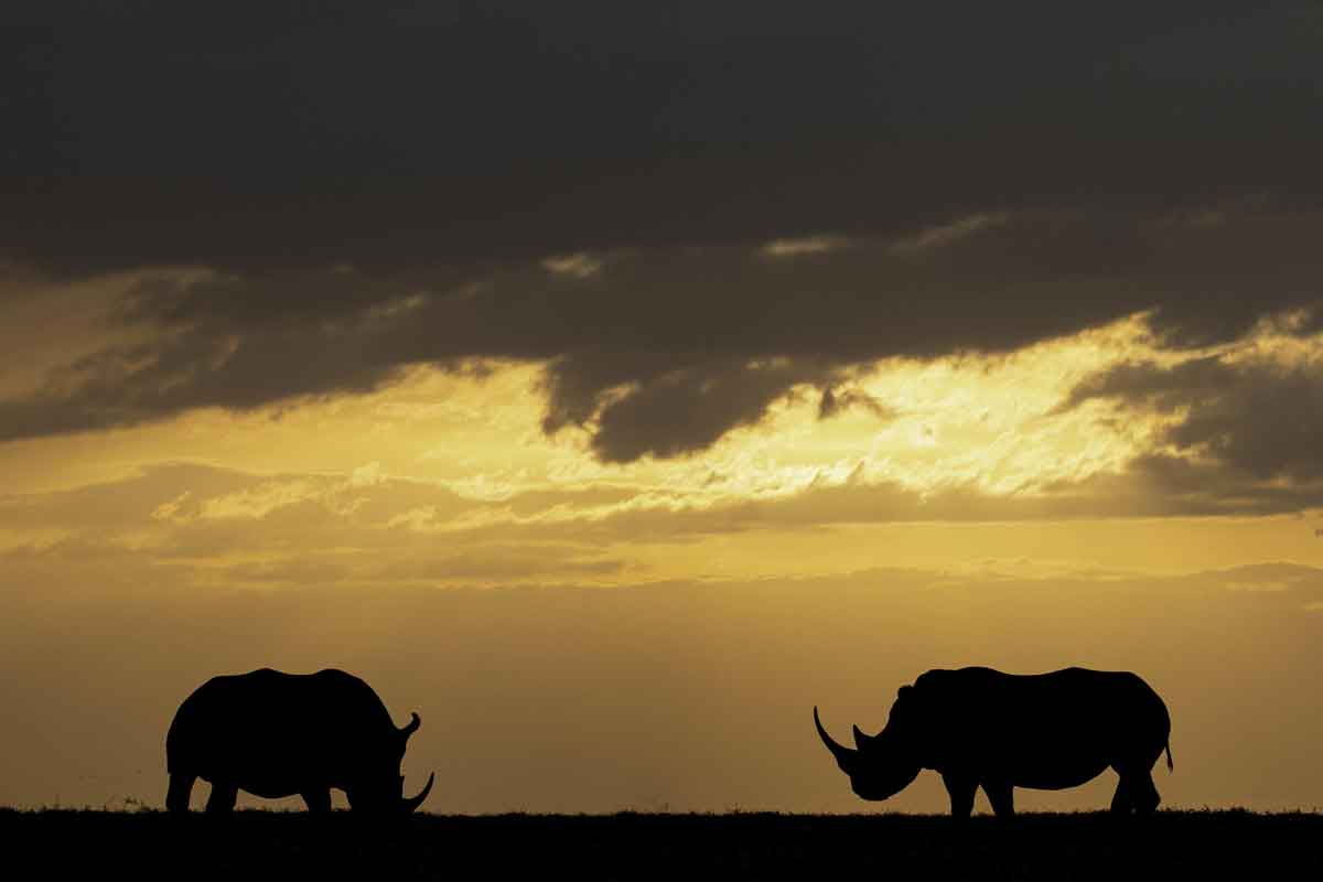 Explore and Travel Africa - Highlights of Kenya Safari Porini Rhino Camp