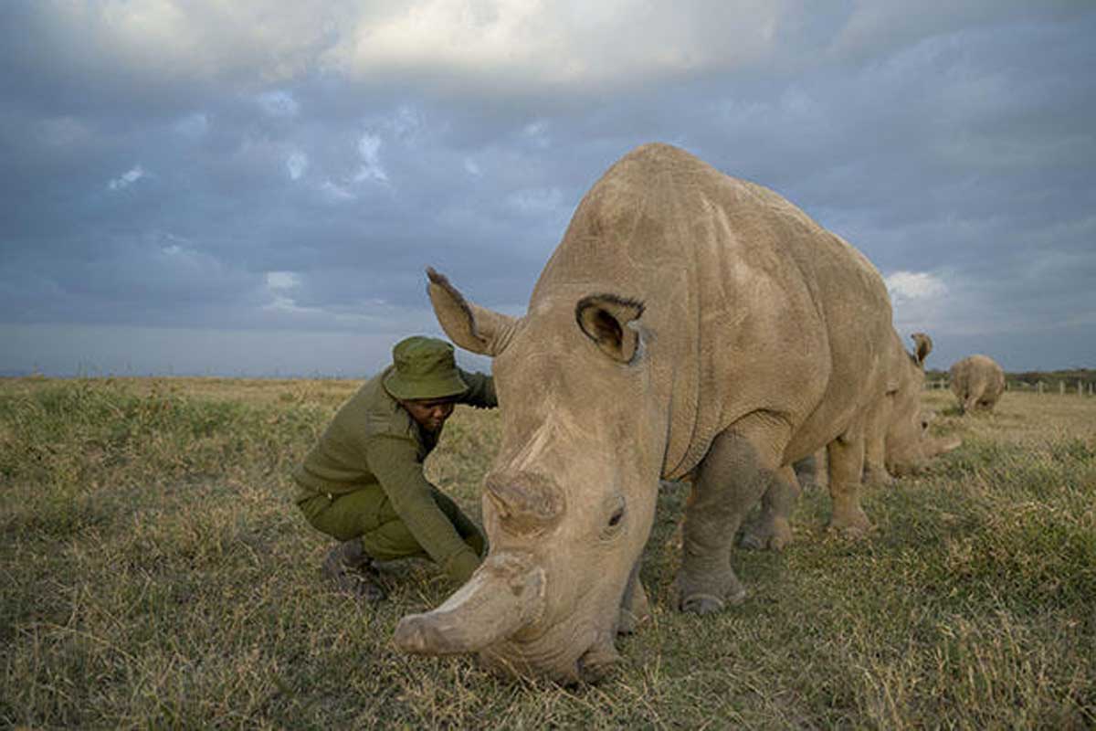 Explore and Travel Africa - Highlights of Kenya Safari Porini Rhino Camp