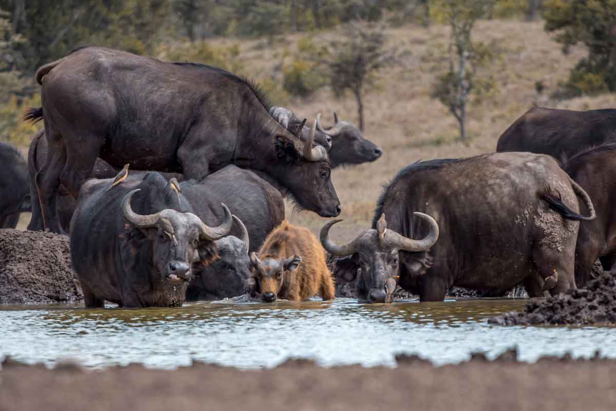 Explore and Travel Africa - Highlights of Kenya Safari Porini Rhino Camp