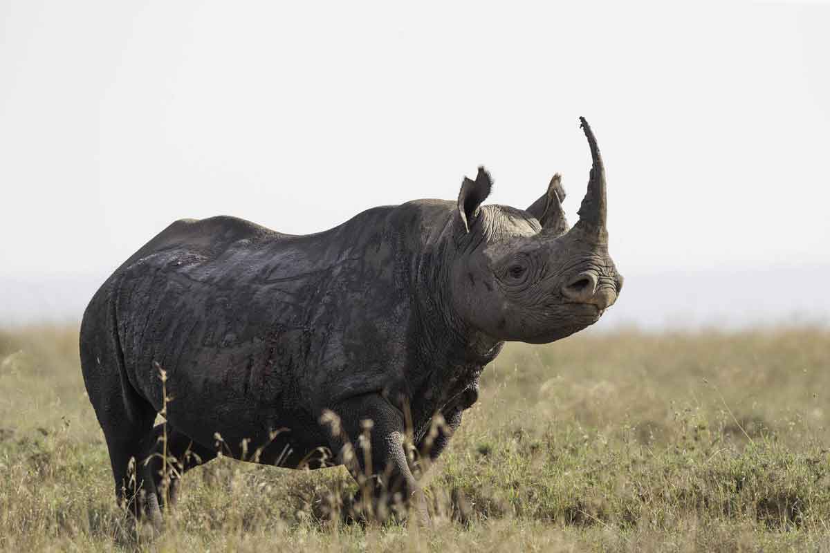 Explore and Travel Africa - Highlights of Kenya Safari Porini Rhino Camp