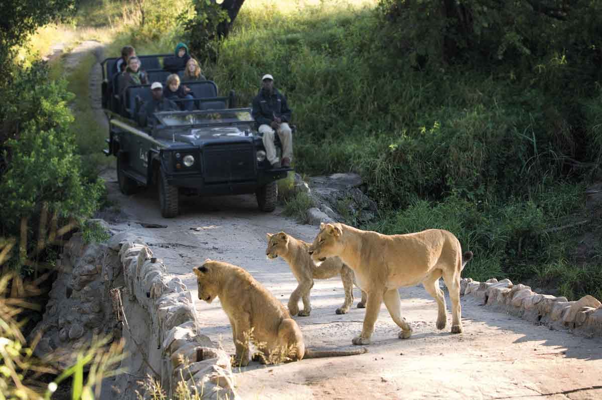 Cape Town Lion Sands Safari Lion Sands River Lodge