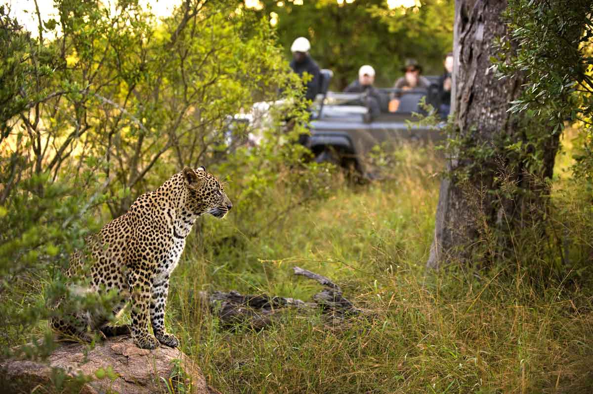 Cape Town Lion Sands Safari Lion Sands Tinga Lodge