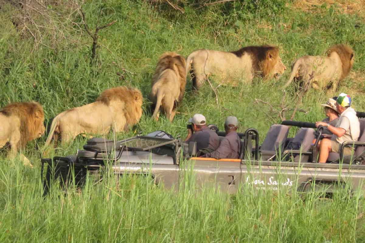 Cape Town Lion Sands Safari Lion Sands Tinga Lodge