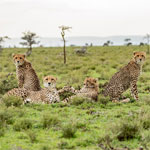 Porini Camps Masai Mara