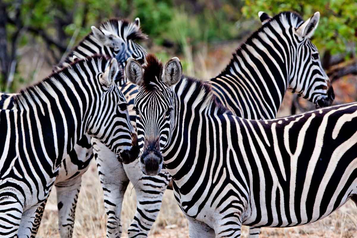 Siviti Timbavati Plains