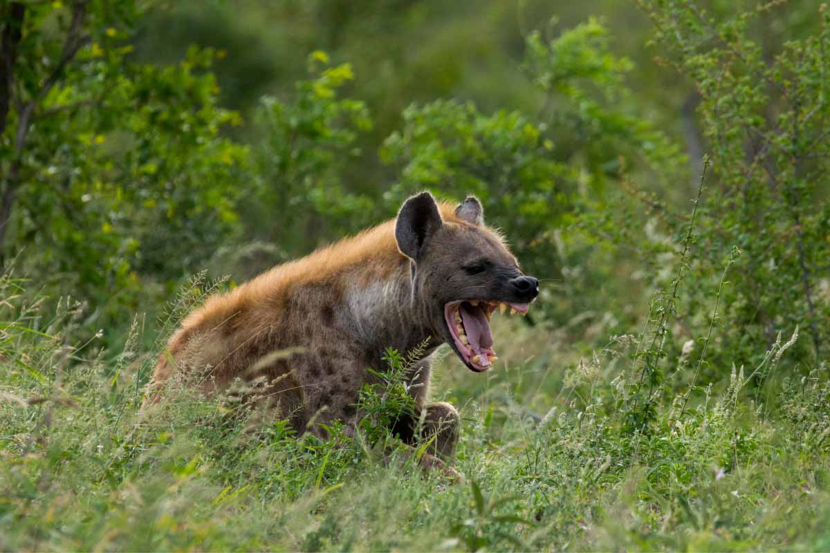 Siviti Timbavati Plains