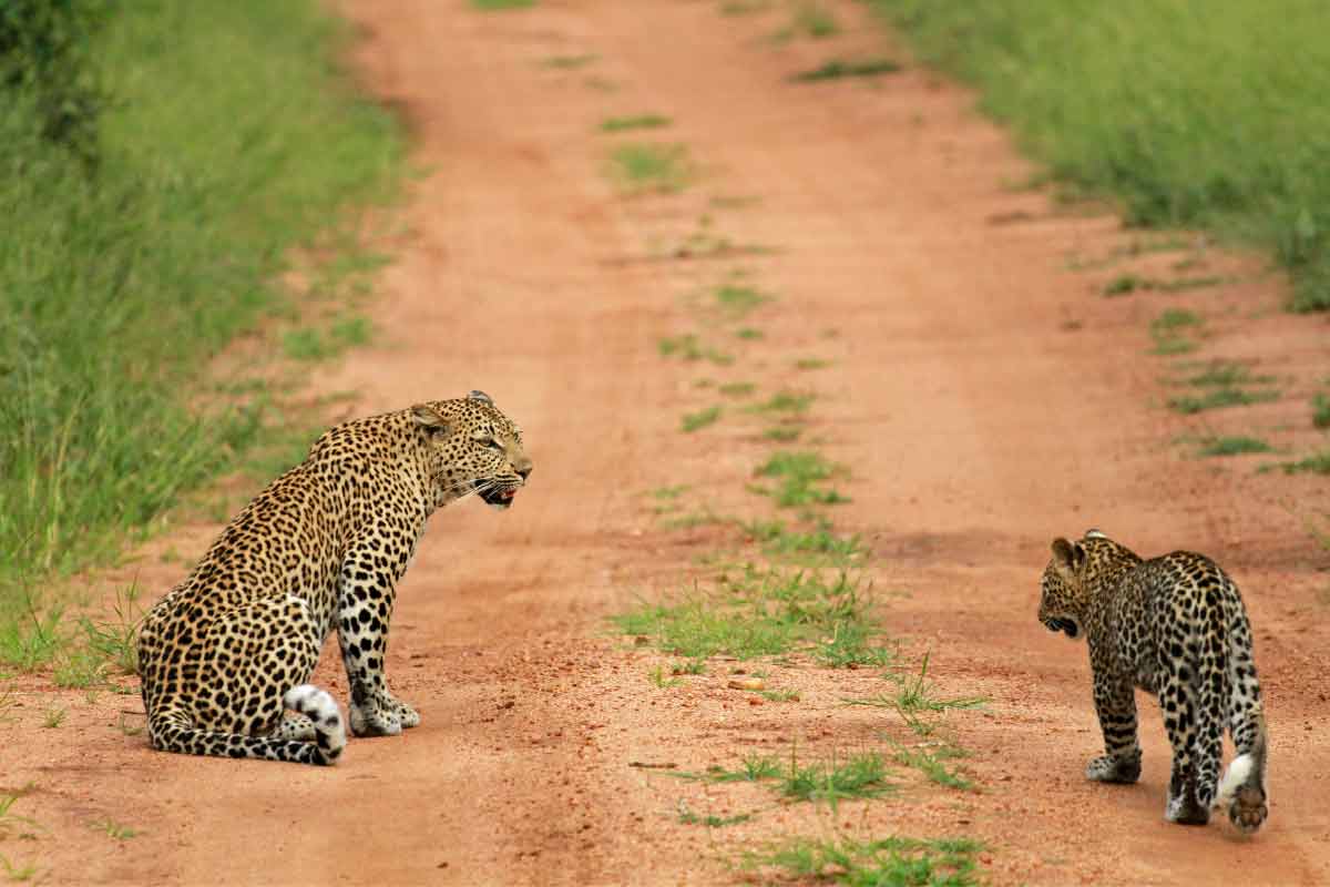 Siviti Timbavati Plains