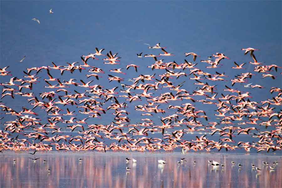 Tanzania Safaris Lake Manyara National Park